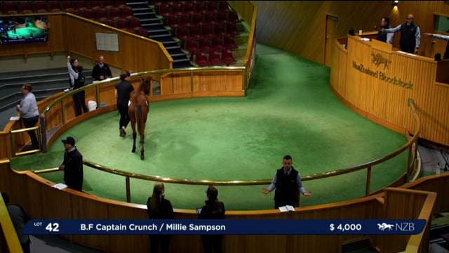 NZB Standardbred 2024 National Weanling Sale - Lots 42 - 51