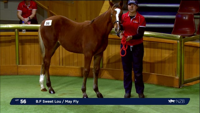 NZB Standardbred 2024 National Weanling Sale - Lots 51 - 61