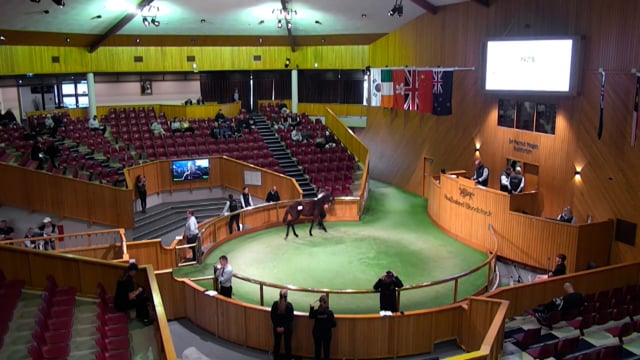 NZB Standardbred 2024 National Weanling Sale - Lots 61 - 68
