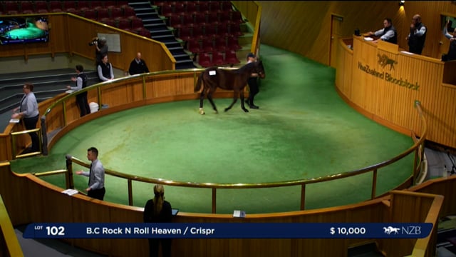 NZB Standardbred 2024 National Weanling Sale - Lot 102 - End of Day