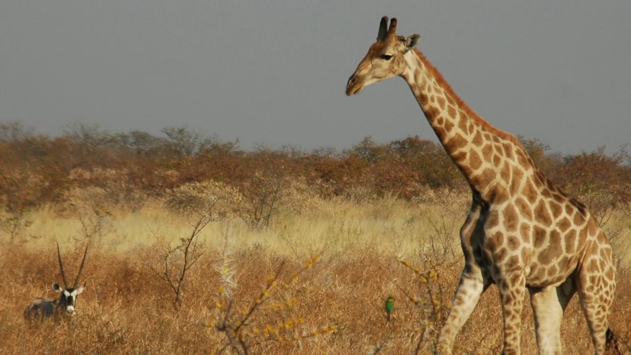 ePlanet African Safari
