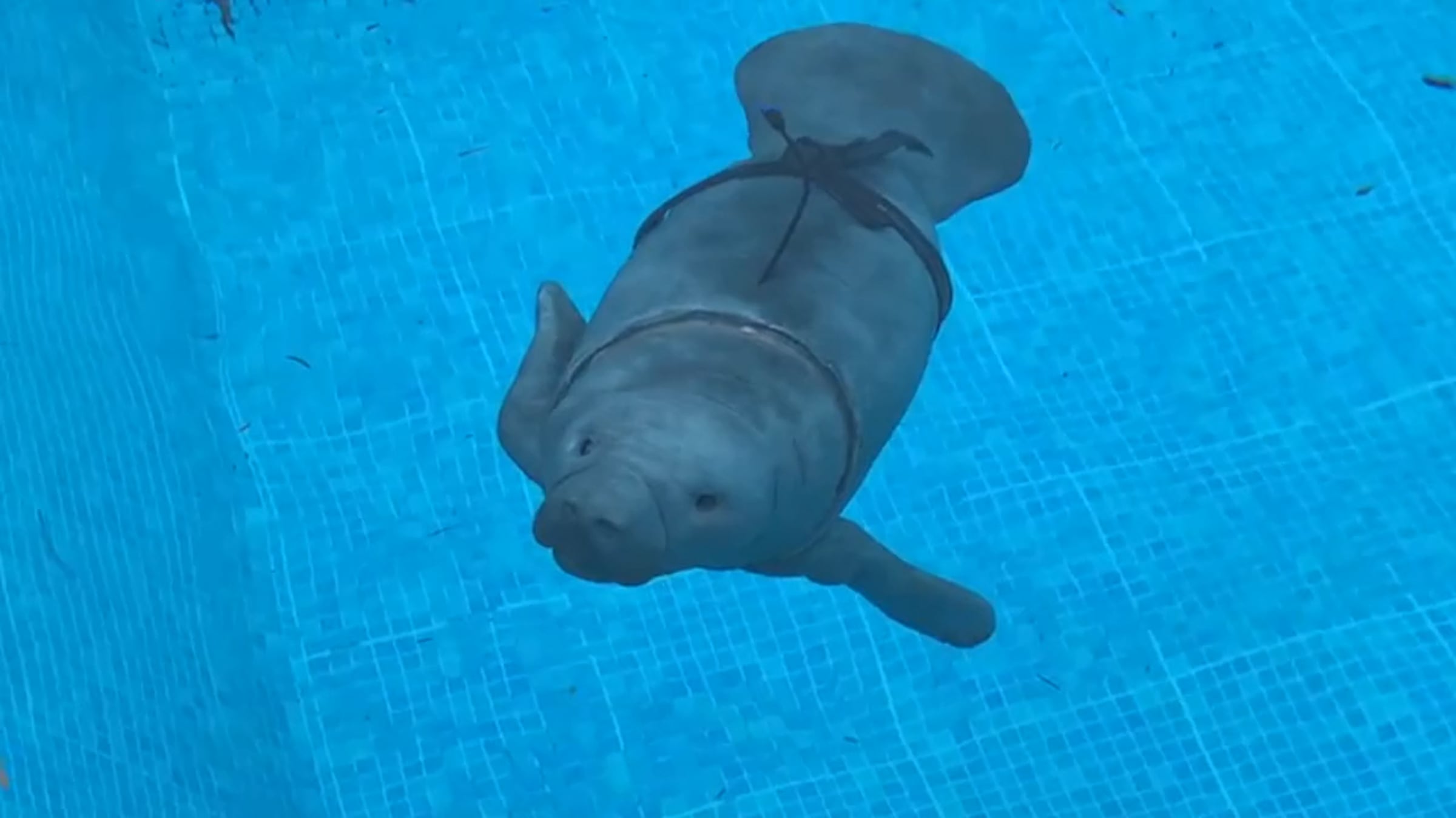 Robot Manatee animatronic mechanisms and pool test