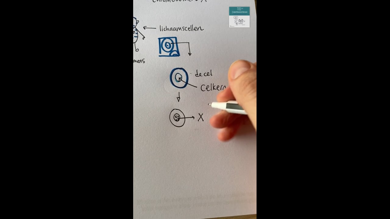 Chromosomen (1) lichaamscellen, celkern, chromosomen, genen 4