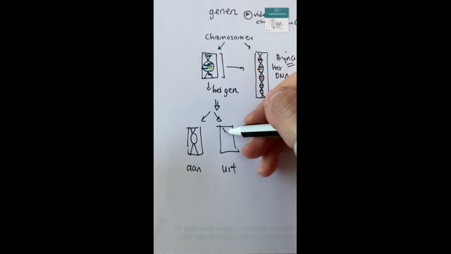 Genen: aan/uit, eiwit 8