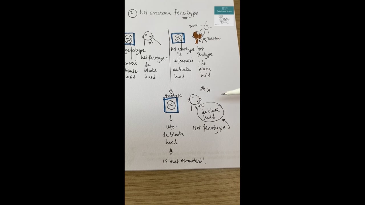 Ontstaan fenotype - (genotype) 3