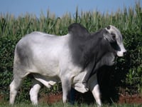 Lote 33