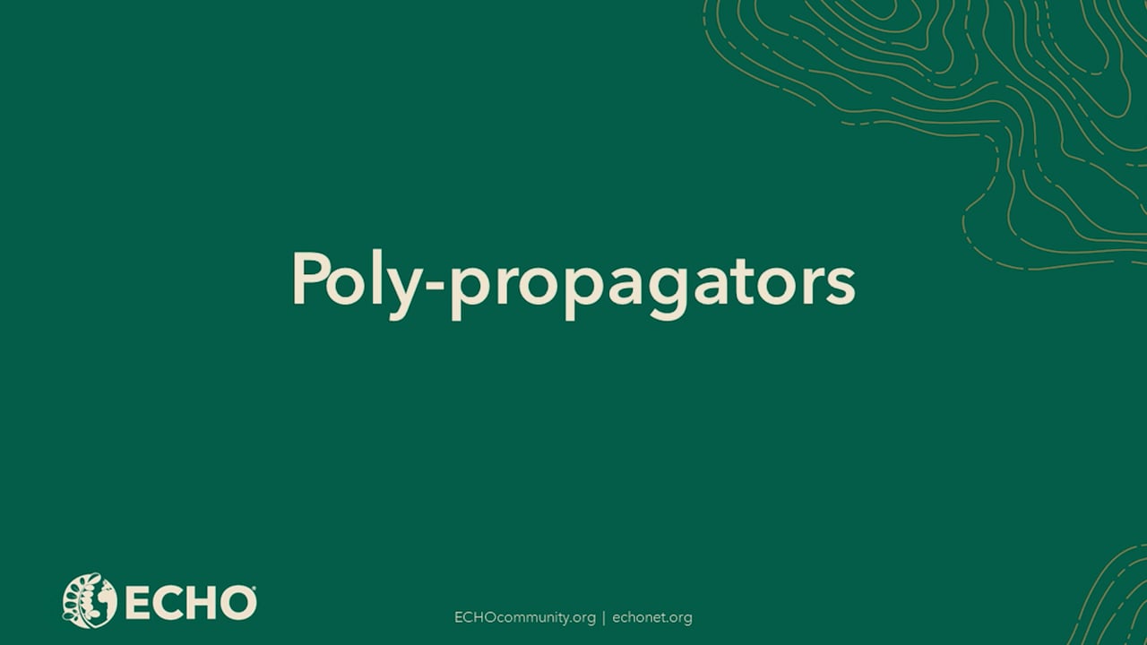 Poly-propagators