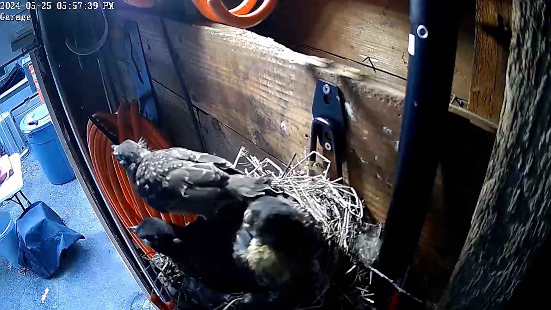 Hope's First Flight