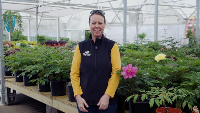 Peony Spotlight | How to Grow and Care For Itoh, Bush, and Tree Peonies