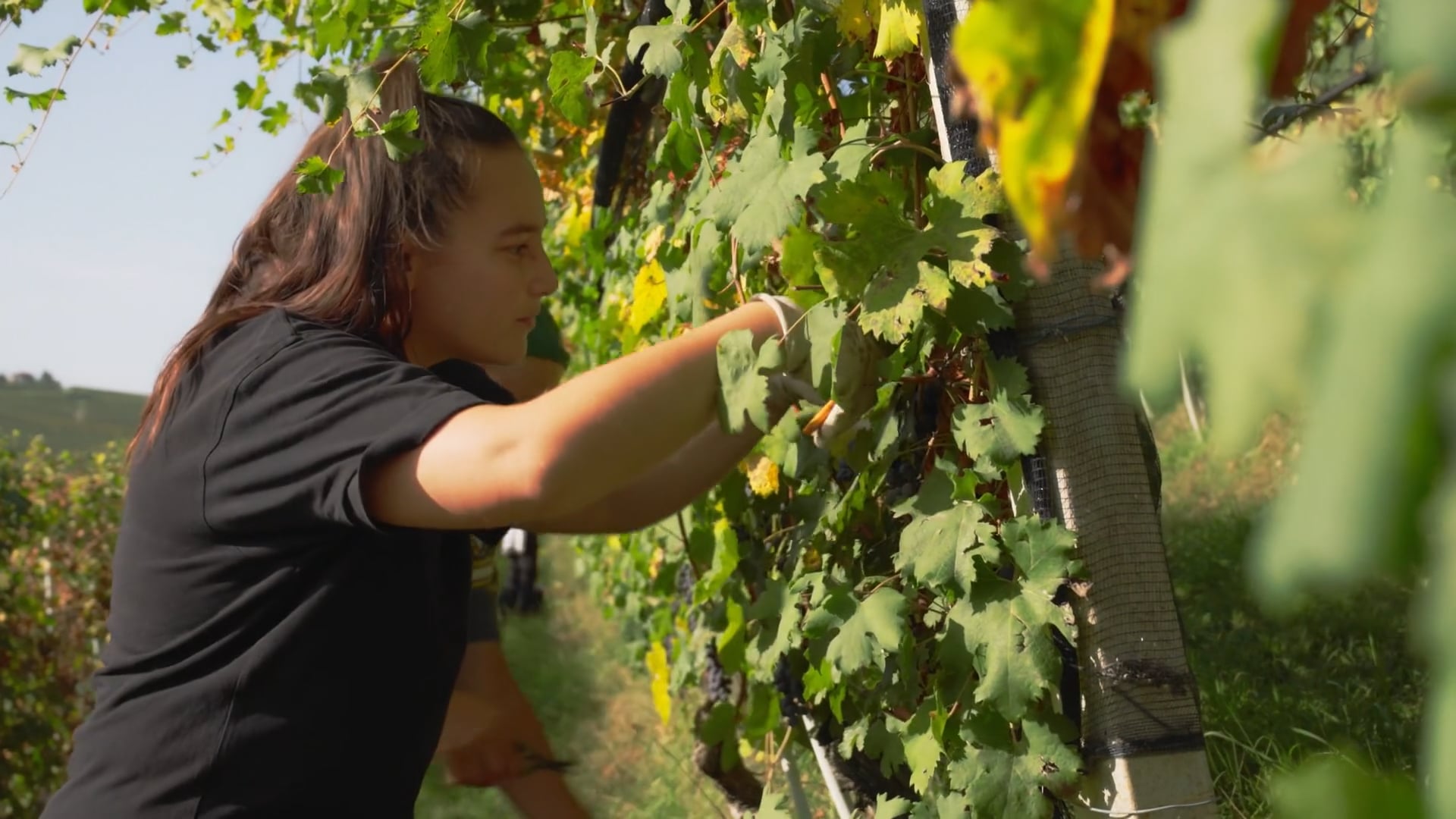 Vendemmia 2023 - Harvest