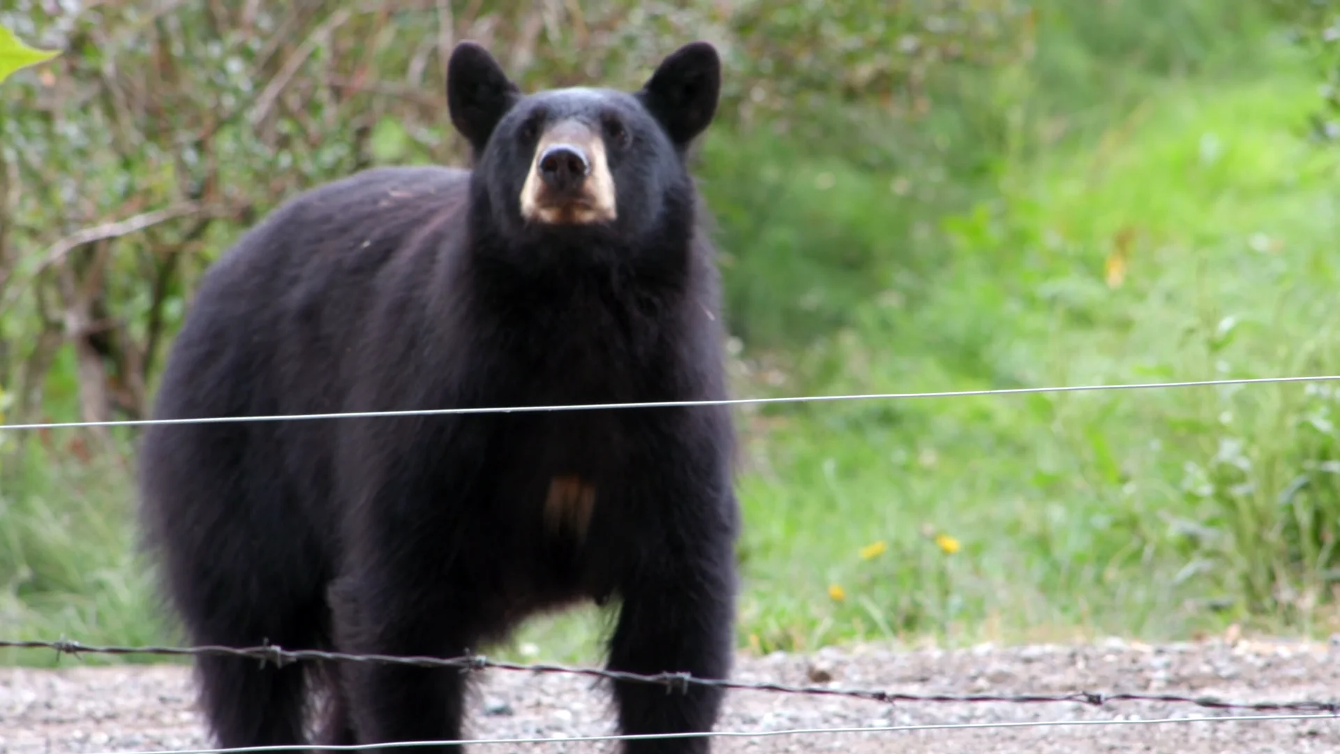 Watch Bears in our Backyards Online | Vimeo On Demand on Vimeo