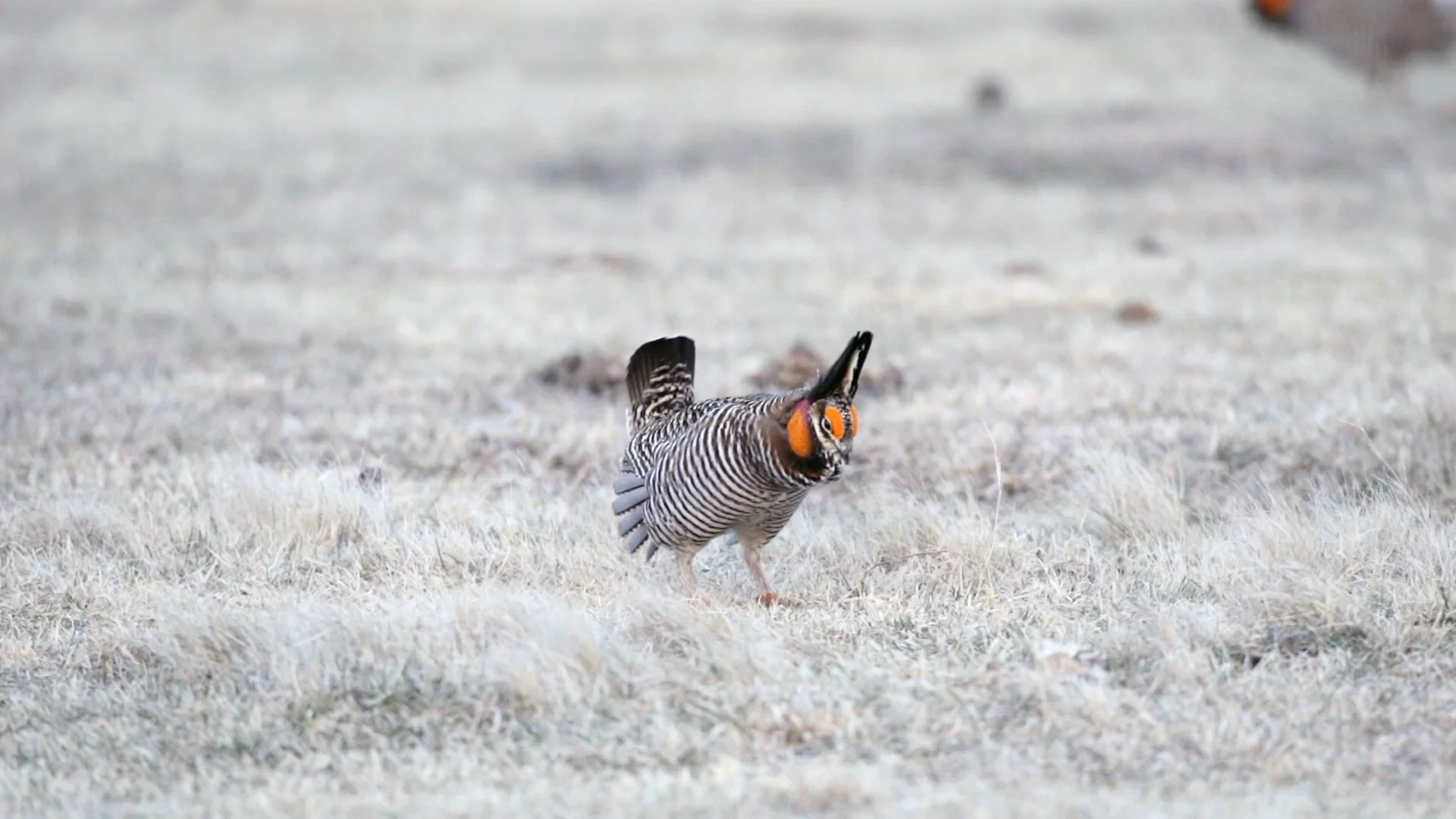 Greater Prairie Chicken display at a lek in Nebraska on Vimeo