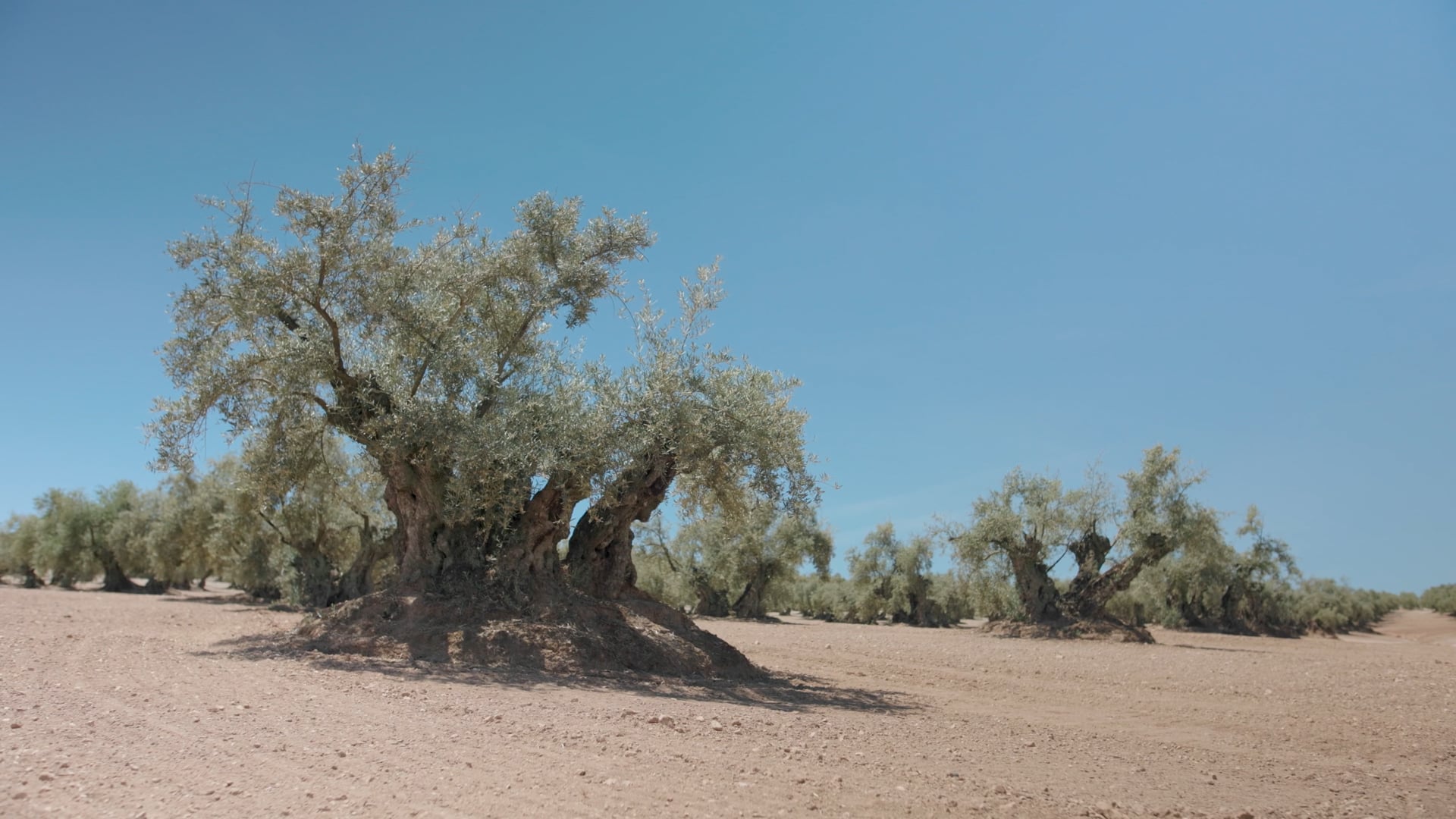 Cazadores de Aguilar Farmer Cluster