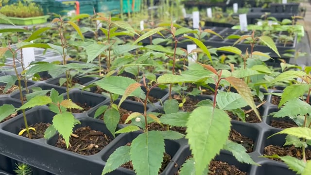 Japanese Cherry Blossom Seeds video