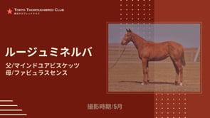 動画サムネイル