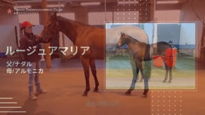 動画サムネイル