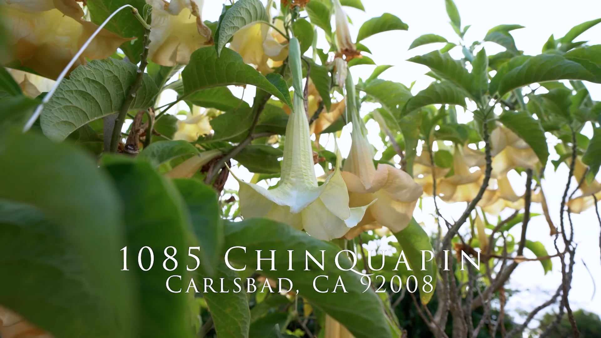 1085 Chinquapin_ut