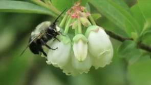 Rebecca McMackin - Biodiversity-led horticulture