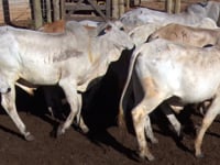 Lote 01