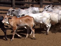 Lote 04