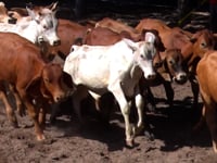 Lote 06