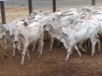 Lote 17