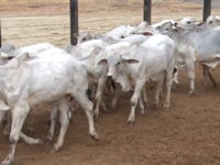 Lote 19
