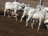 Lote 22