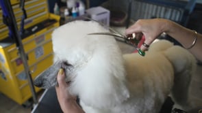 Top Notch Top Knot Top Tips