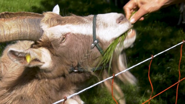 Arche-Dorf rettet gefährdete Tierrassen