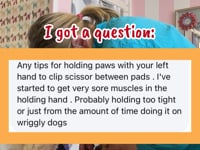 A tips on how to hold the paws on dogs that pull them away