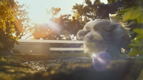 Purina Petco - Shine On