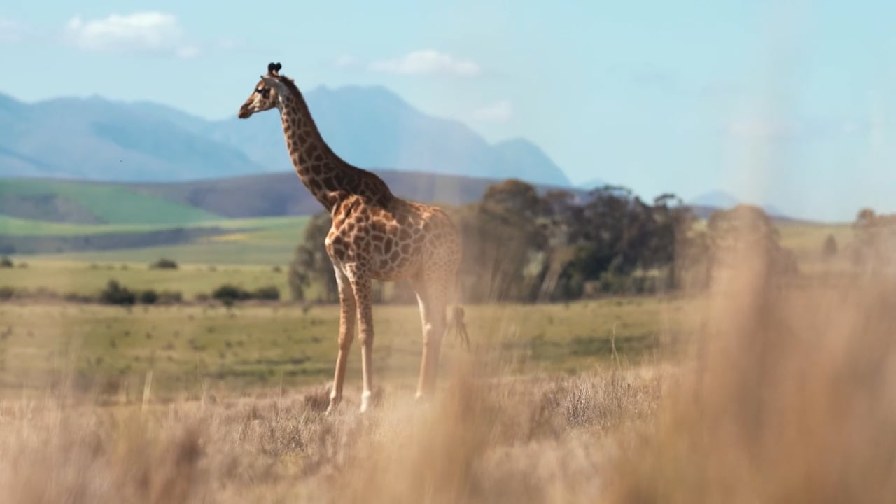 https://i.vimeocdn.com/video/1864048906-29462b8be229474094d43649a6d5d0609eac6ce47479537f0363d3f981bac60d-d