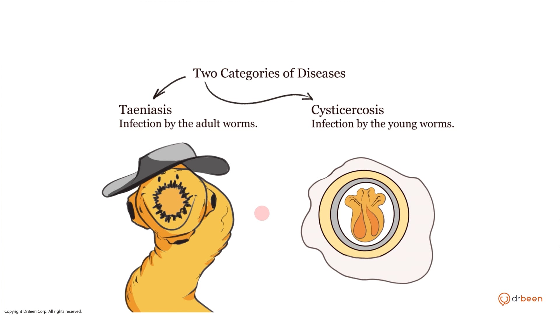 Taenia Saginata (Beef Tapeworm)