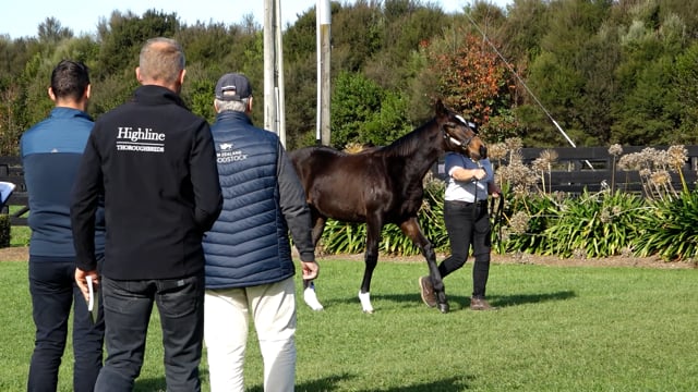 2024 National Weanling Sale | Highline Thoroughbreds - Cam Heron