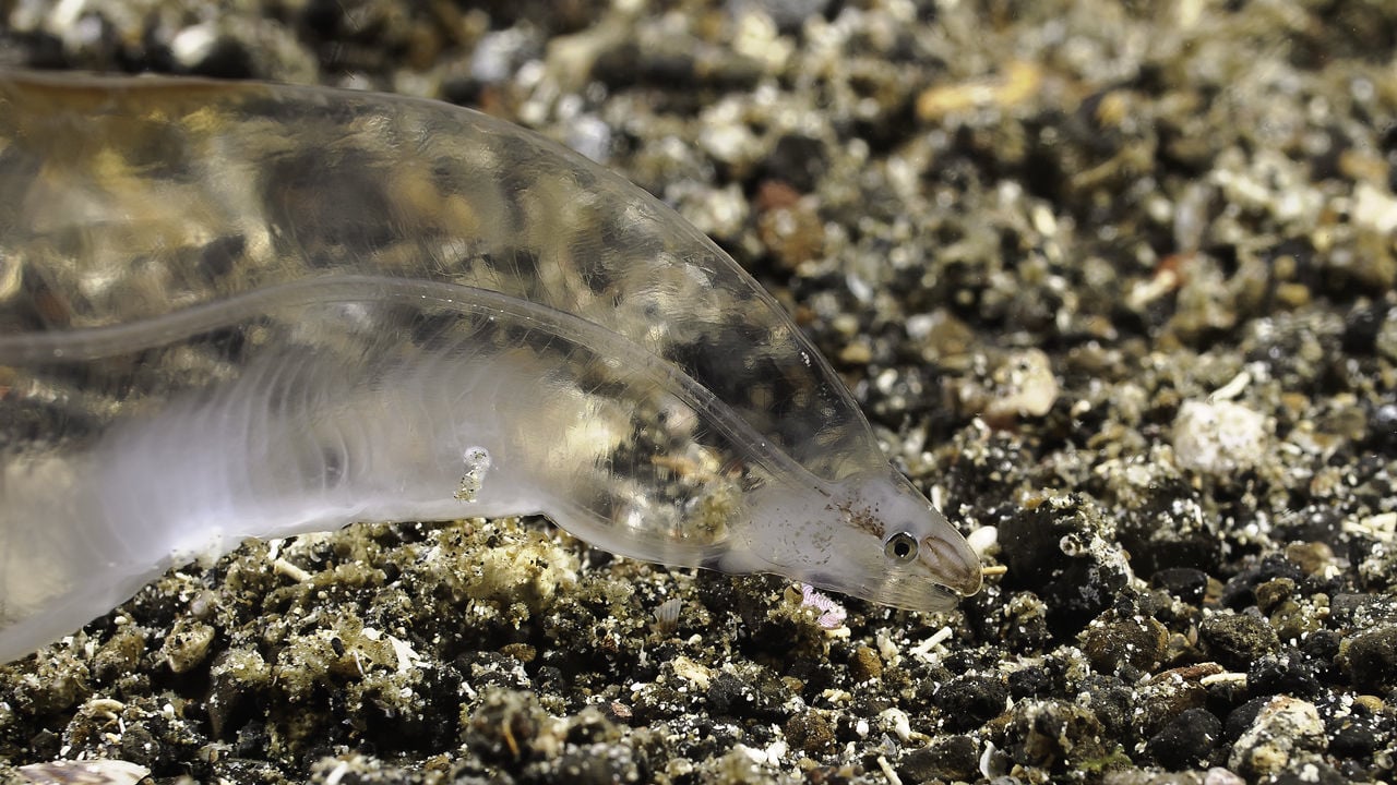 Transparent Juvenile Eel