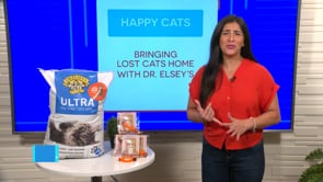 National Lost Pet Prevention Month