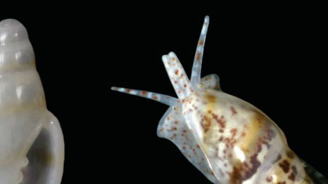 Science at FMNH – Biodiversity of Marine Mollusks in the Florida Keys