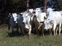 Lote 23