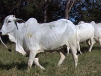 Lote 24