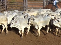 Lote 27