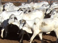 Lote 28