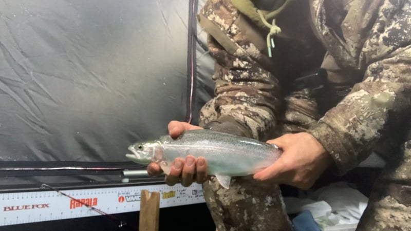 TDA E5 - Elkwater Trout