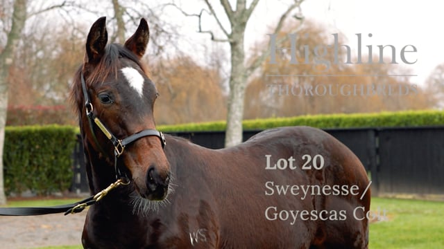 Lot 20