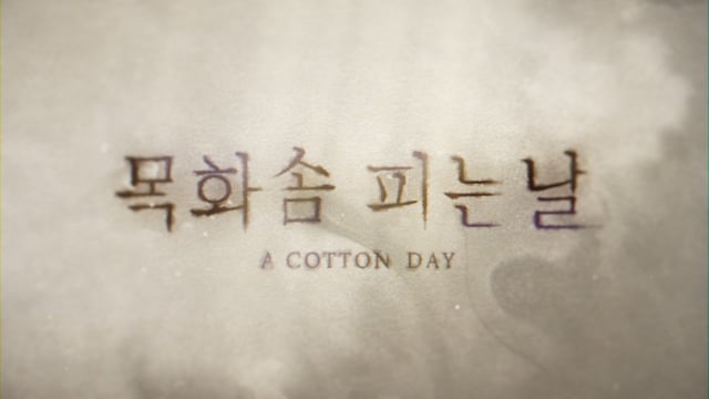 목화솜 피는날