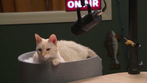 Podcats the Pawdcast