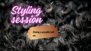 Doing a "breed standard" tail on a undocked poodle