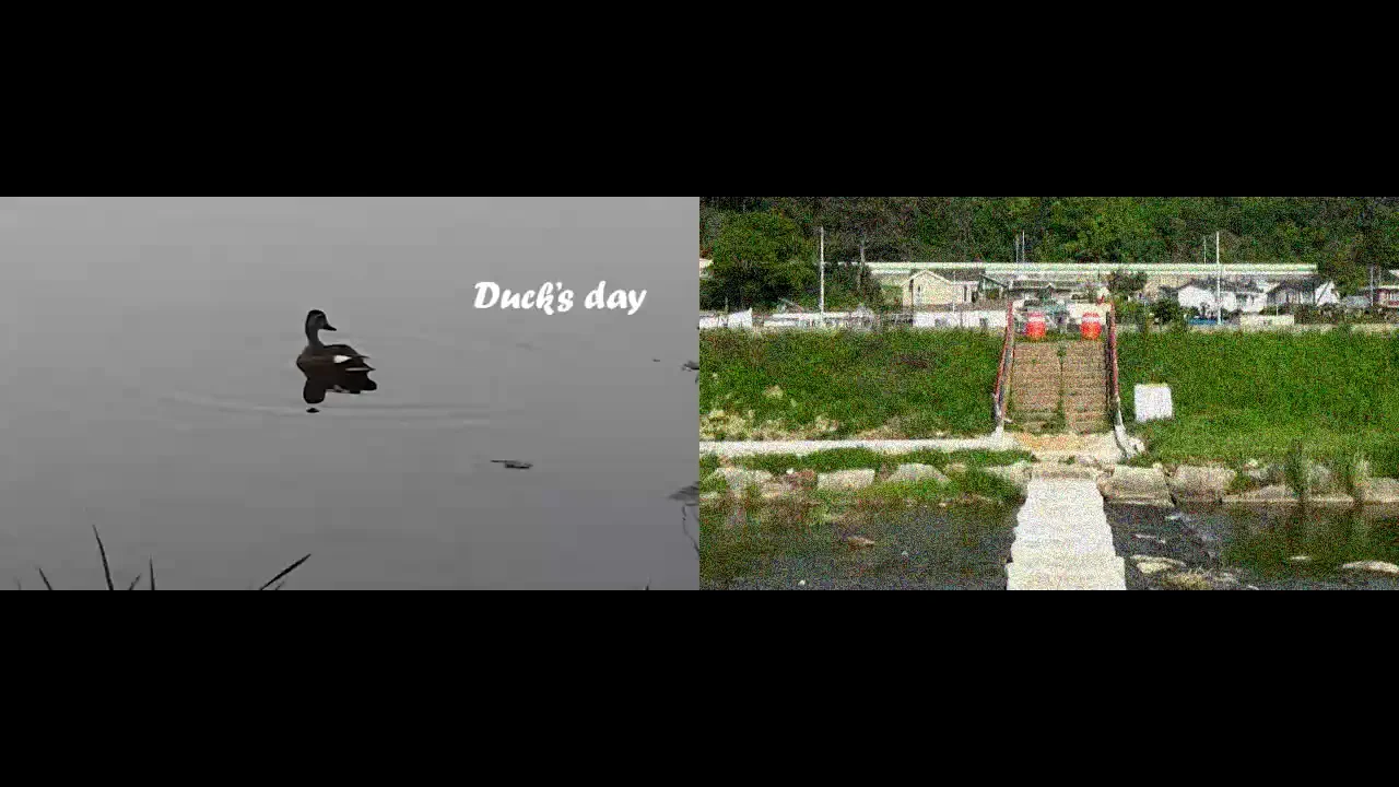 Duck's day on Vimeo