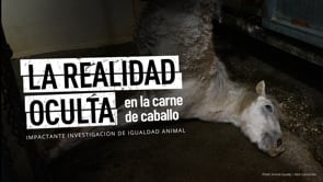 La REALIDAD de un MATADERO de CABALLOS | Nueva investigación de Igualdad Animal