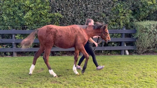 Lot 55